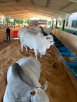 GADO NELORE COMEÇA A CHEGAR À EXPO RIO VERDE E MARCA O INÍCIO DOS JULGAMENTOS DA RAÇA