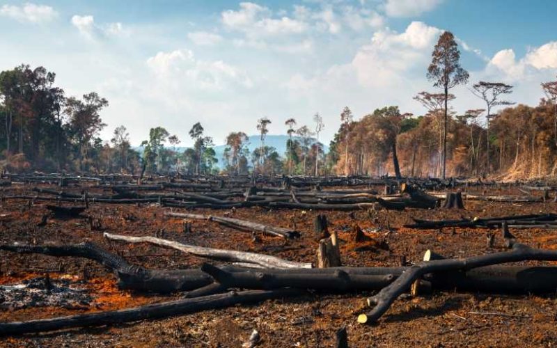 Desmatamento cai 48,8% em Goiás e chega a menor número desde 2001