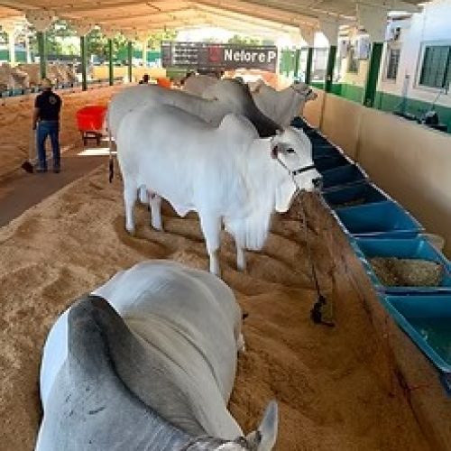 GADO NELORE COMEÇA A CHEGAR À EXPO RIO VERDE E MARCA O INÍCIO DOS JULGAMENTOS DA RAÇA
