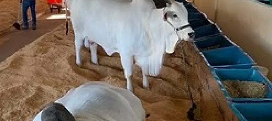 GADO NELORE COMEÇA A CHEGAR À EXPO RIO VERDE E MARCA O INÍCIO DOS JULGAMENTOS DA RAÇA