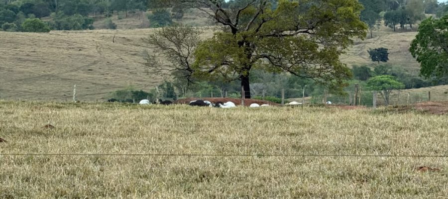 Choque mata dezenas de cabeças de gado que seriam leiloadas em Goiás; veja qual foi o prejuízo